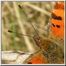 Polygonia C-Album - C-Falter 04.jpg